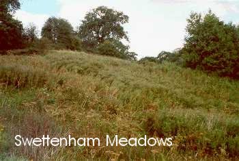 Swettenham Meadows